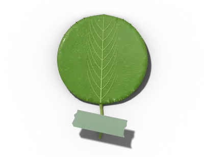 Orbicular leaf shape: round, as wide as long