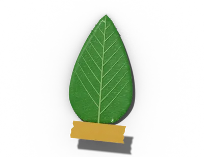 Ovate leaf shape: egg-shaped, widest at base