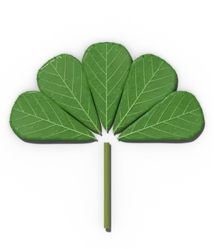 Palmately compound leaf: leaflets spreading from one point