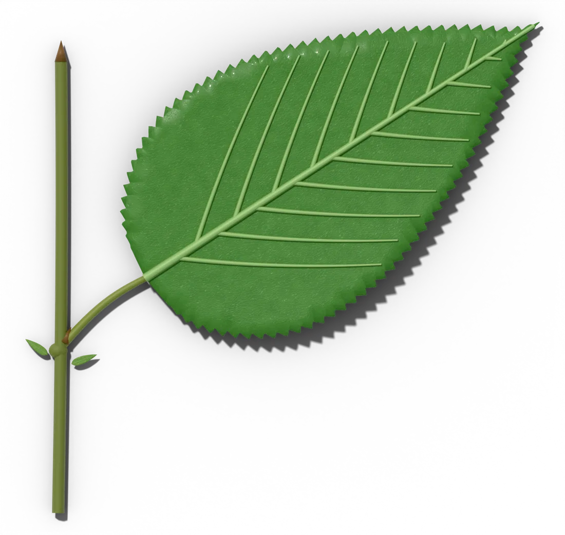 A serrate leaf on a short length of stem, showing the petiole, node, stipules, axillary bud and terminal bud