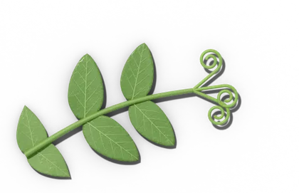 Garden pea leaf whose end leaflets have become coiling tendrils