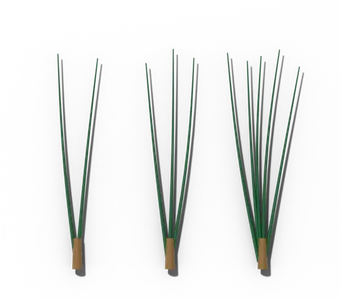 Pine needles in bundles of two, three and five, each held in a papery sheath