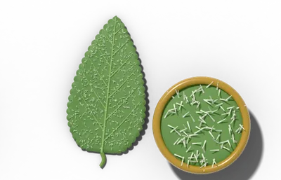 Pubescent leaf surface, short, soft hairs, beside a brass hand lens