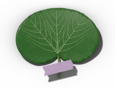 Reniform leaf shape: kidney-shaped, wider than long