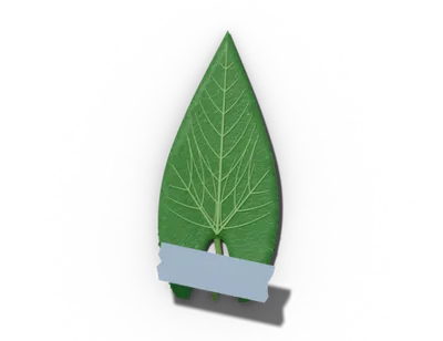 Sagittate leaf shape: arrowhead, lobes point down