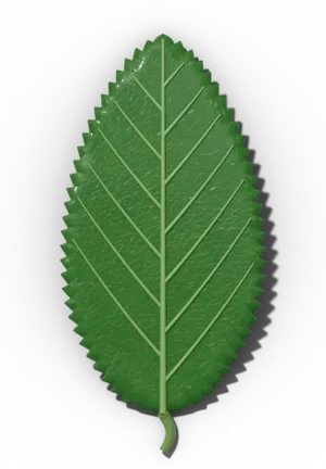 Serrate leaf margin: teeth point forward