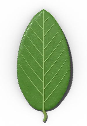 Serrulate leaf margin: fine, tiny teeth
