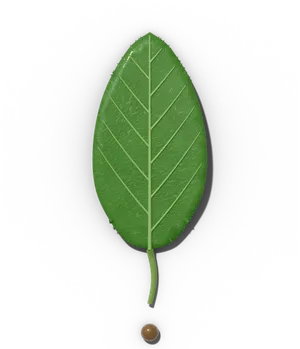 Simple leaf: one undivided blade on its petiole
