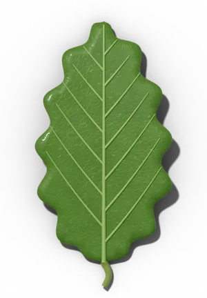 Sinuate leaf margin: shallow, wavy lobes