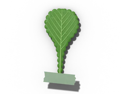 Spatulate leaf shape: spoon-shaped