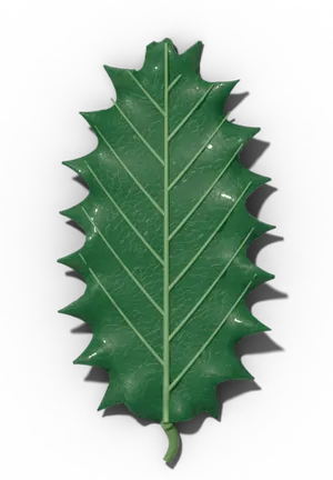 Spinose leaf margin: sharp spines