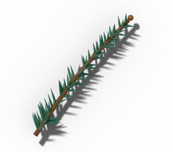 Spruce twig with single, sharp, four-sided needles