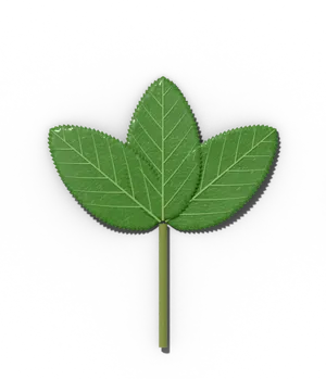 Trifoliate compound leaf: three leaflets on one petiole