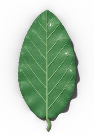 Undulate leaf margin: edge waves up and down