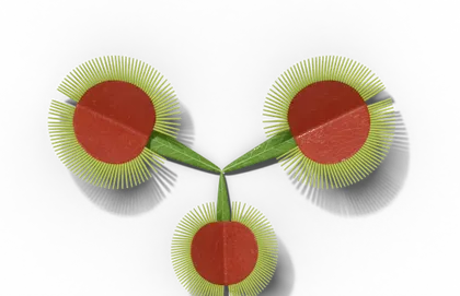 Venus flytrap leaves ending in hinged red traps fringed with bristles