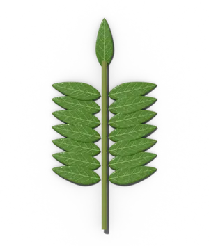 Walnut leaf: pinnately compound, with many finely toothed leaflets