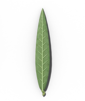Willow leaf: long, narrow and finely toothed