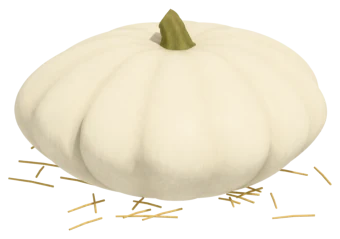 Baby Boo pumpkin: white; turns pale yellow when fully ripe