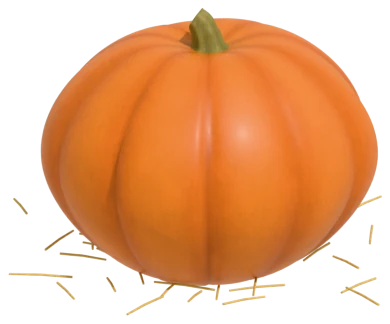 Baby Pam pumpkin: small pie pumpkin, 10–12 ft vines