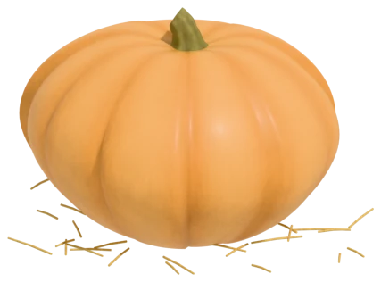 Big Max pumpkin: up to 70 in around