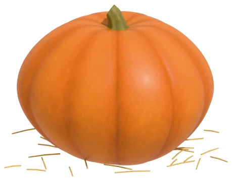 Connecticut Field pumpkin: old field pumpkin, 12–20 in across