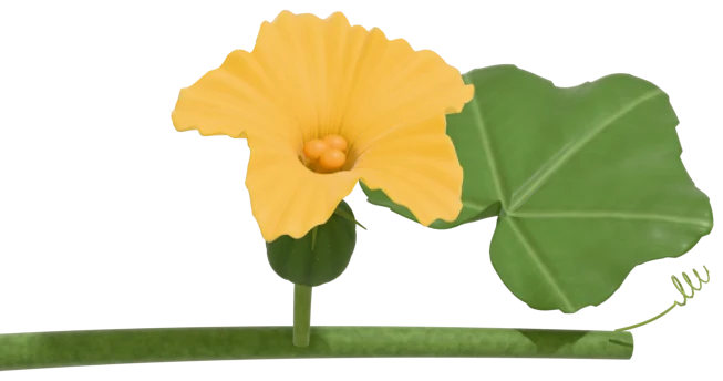 A female pumpkin flower on a short stalk, with a small ribbed green baby fruit just below the petals and a lobed stigma inside