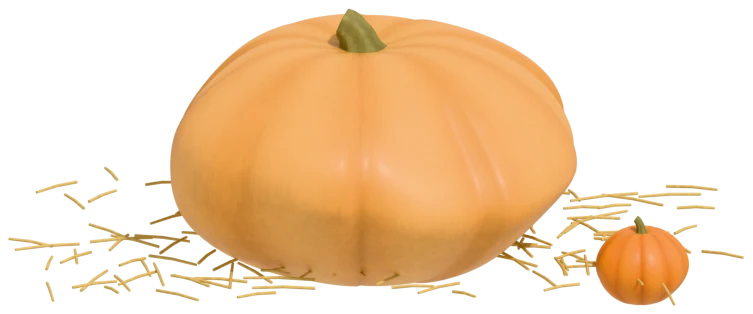 A pale orange, flattened giant pumpkin with a small carving pumpkin beside it for scale