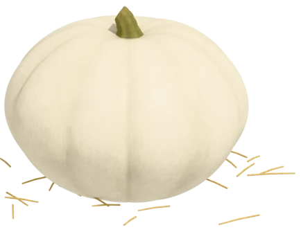 Lumina pumpkin: white rind, orange flesh