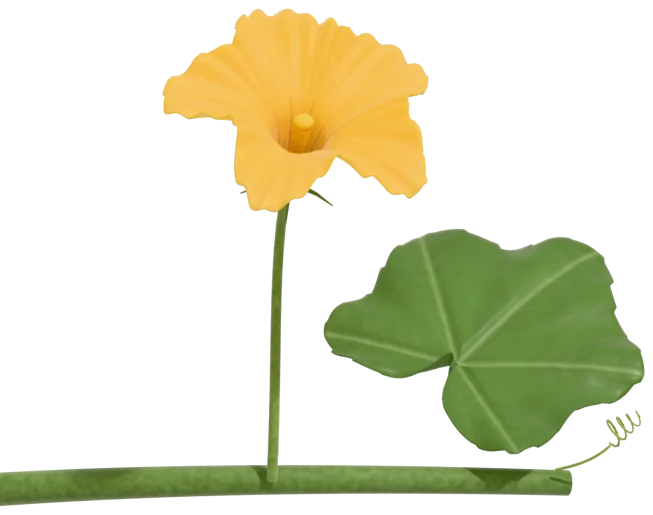 A male pumpkin flower: a golden five-lobed trumpet on a long, thin stalk rising from the vine, pollen-dusted anthers in its throat
