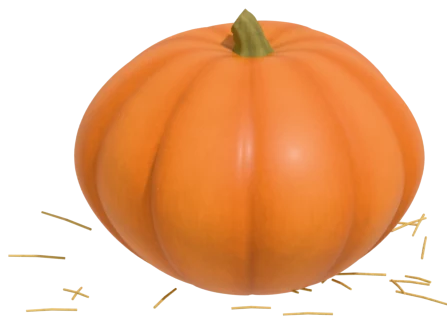 New England Pie pumpkin: dry, sweet flesh for baking