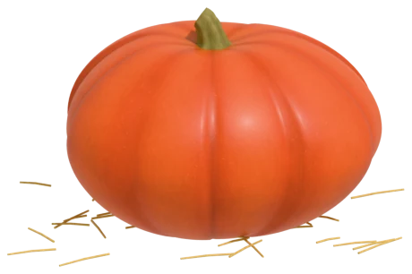 Prizewinner pumpkin: hybrid show pumpkin