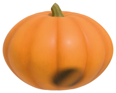 The flower end of a pumpkin with a dark, sunken, leathery patch