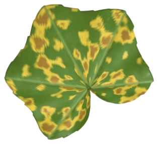 A pumpkin leaf with angular yellow spots turning brown