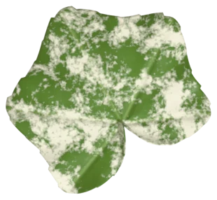 A pumpkin leaf dusted with white powdery patches