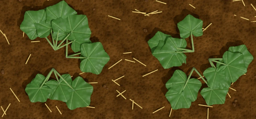 Two planting hills seen from above, each with three young pumpkin plants, their lobed leaves spreading over mounded soil