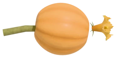 A small yellowed baby pumpkin with a withered flower, shrivelling on its stalk