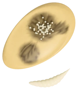 A pumpkin seed with dark rotten patches and a small white maggot beside it