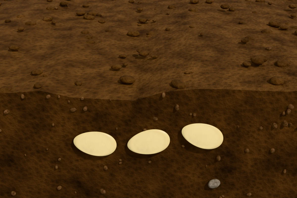 Three pumpkin seeds lying flat in the soil about an inch below the surface, seen in a cutaway of the garden bed