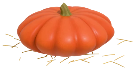 Rouge Vif d'Etampes pumpkin: the 'cinderella' pumpkin