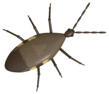 A grey-brown squash bug seen from above