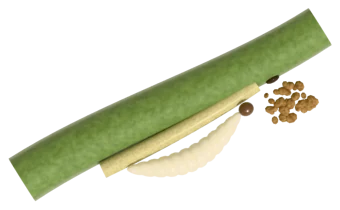 A cut piece of pumpkin vine with an entry hole, sawdust-like frass and a cream larva