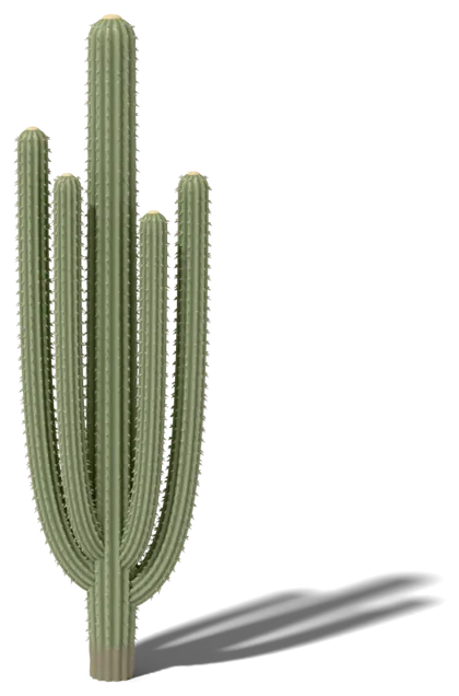 Cardón cactus model: huge, bulky trunk; arms branch low