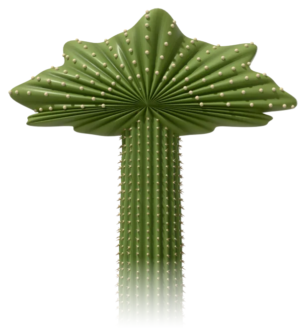 Close-up of a crested saguaro: the top of the trunk spreads into a wavy, pleated green fan dotted with spine clusters