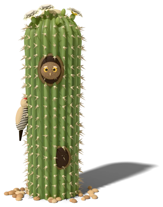 Saguaro trunk with an elf owl peeking from a nest hole, a Gila woodpecker clinging to its side and an older sealed hole lower down