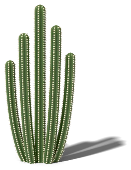 Mexican fence post cactus model: straight posts; 5–7 ribs lined in white
