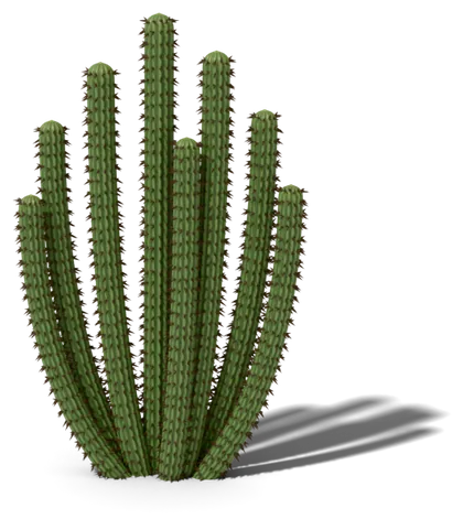 Organ pipe cactus model: many stems rise from the base