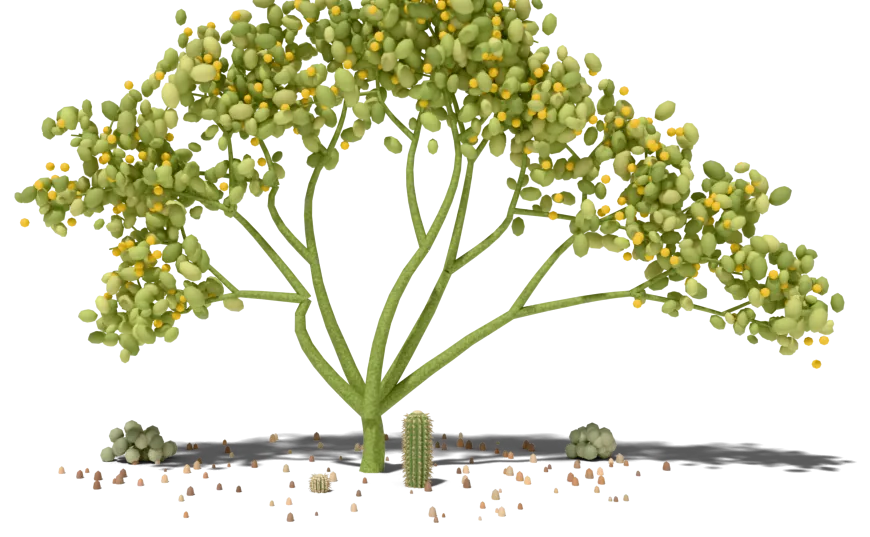 A palo verde tree in yellow bloom shading two small young saguaros among pebbles and bursage