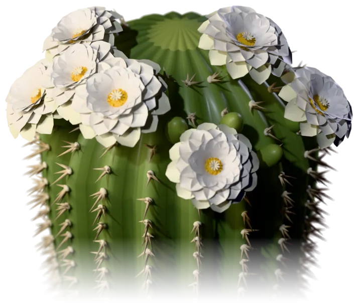Creamy white saguaro blossoms with yellow centres crowning the tip of a stem at night
