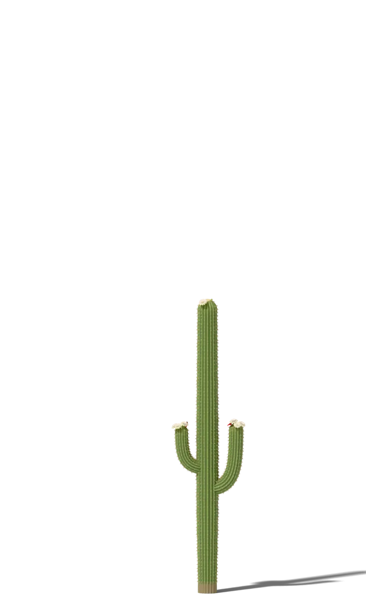Saguaro cactus at 100 years, drawn to scale beside a 5 ft 9 in person