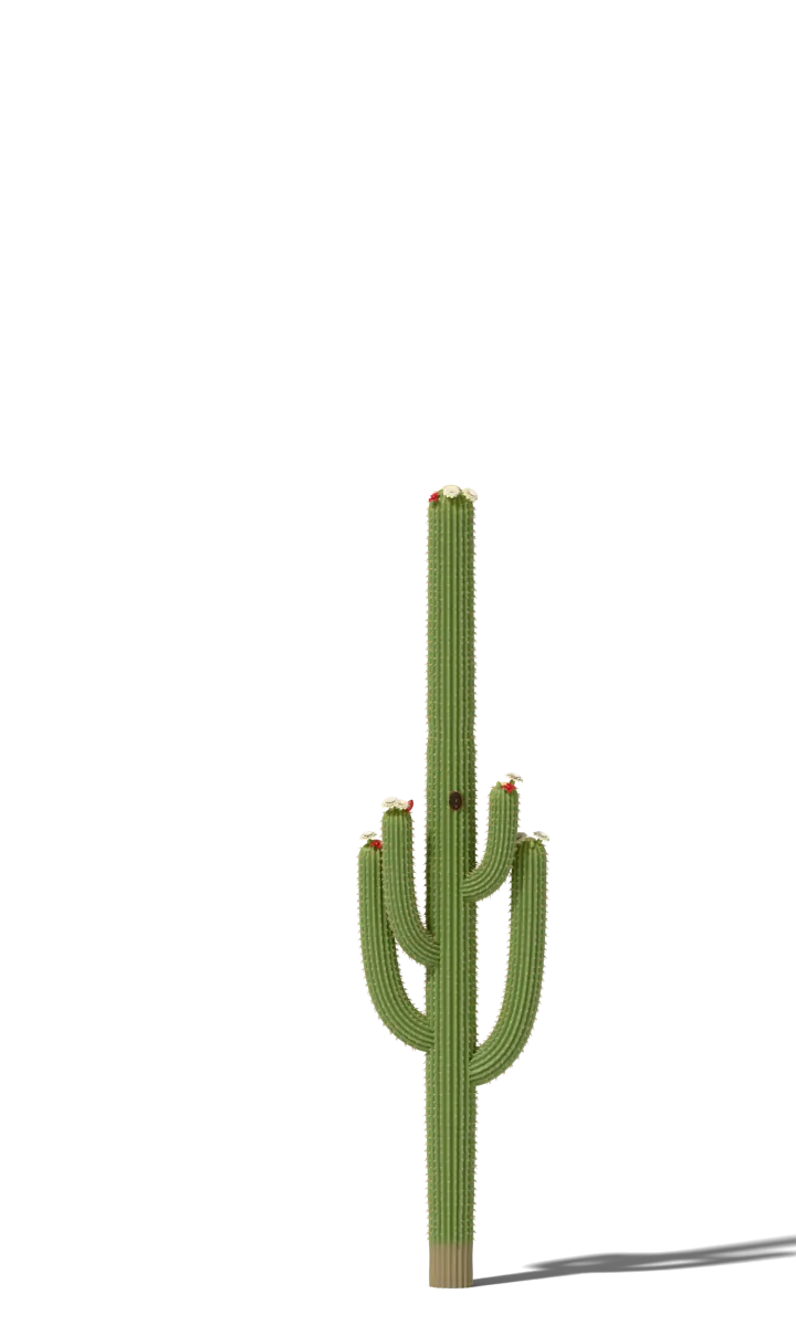 Saguaro cactus at 125 years, drawn to scale beside a 5 ft 9 in person